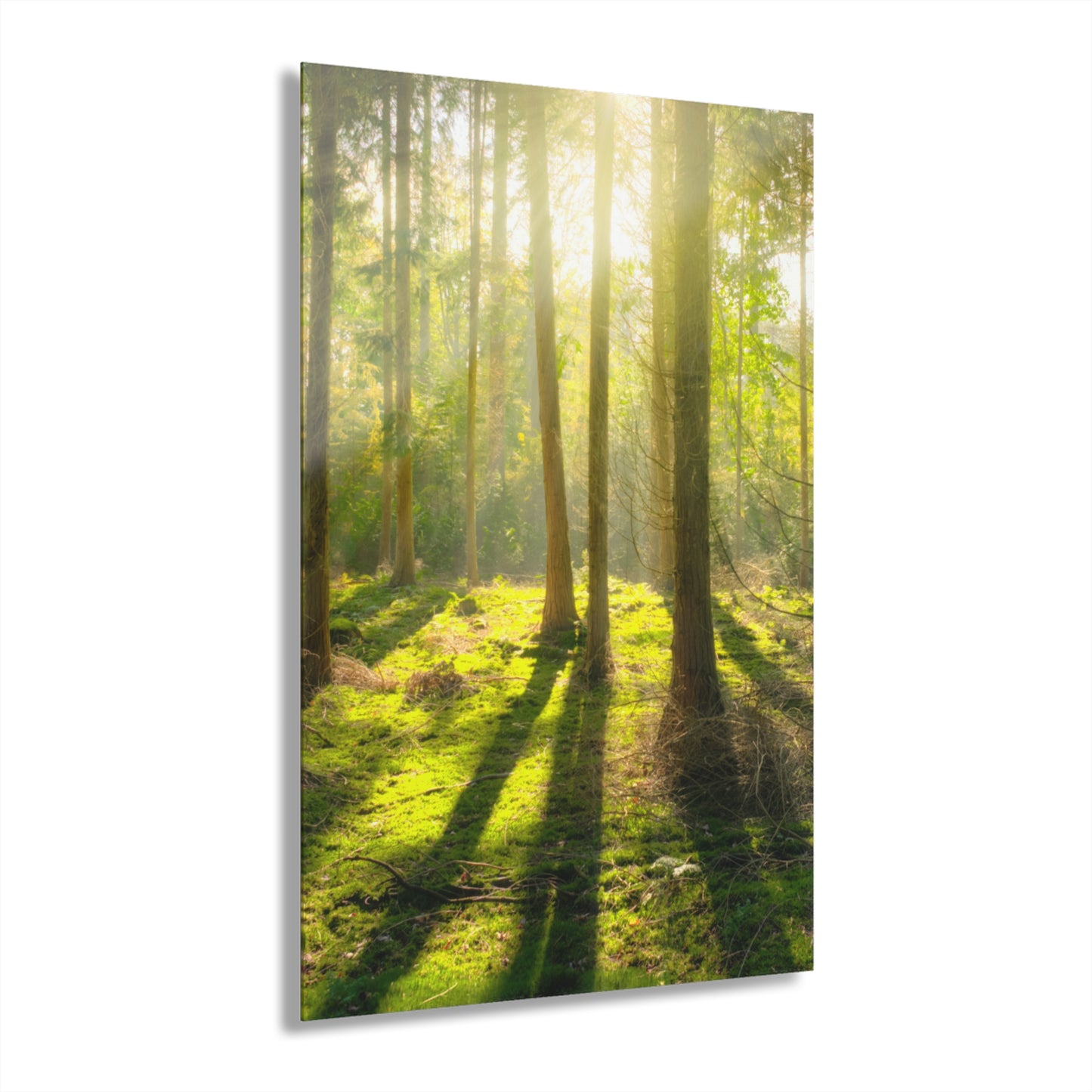 “Mossy Woodland” Acrylic Prints (French Cleat Hanging)