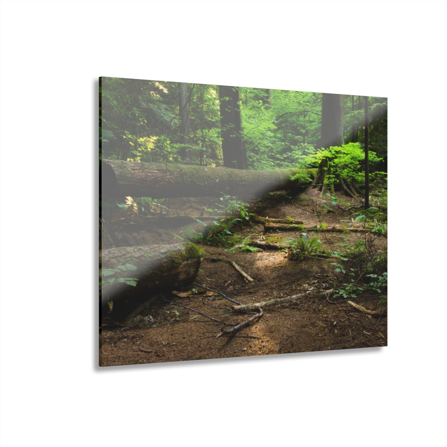 “Fallen Tree” Acrylic Prints (French Cleat Hanging)