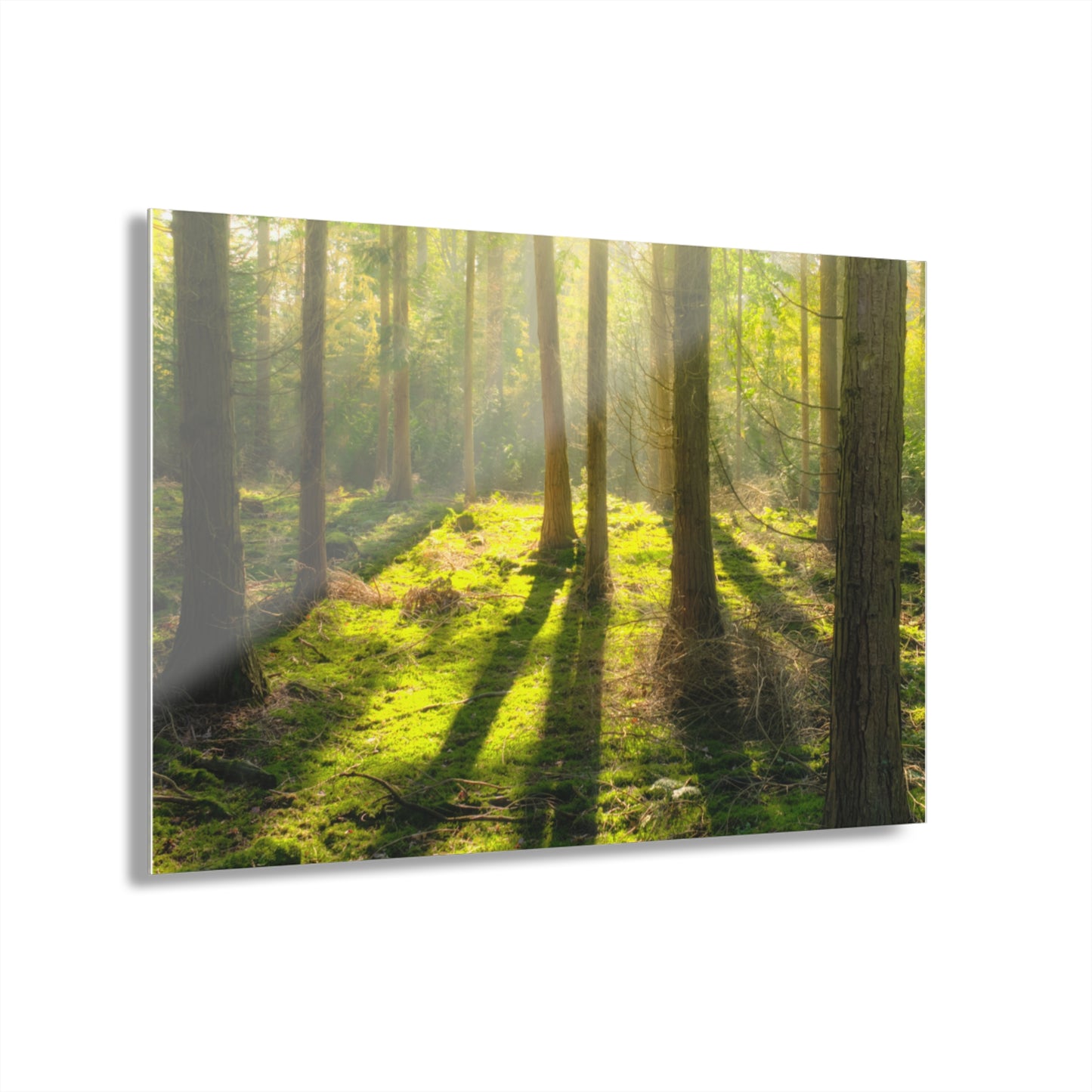 “Mossy Woodland” Acrylic Prints (French Cleat Hanging)
