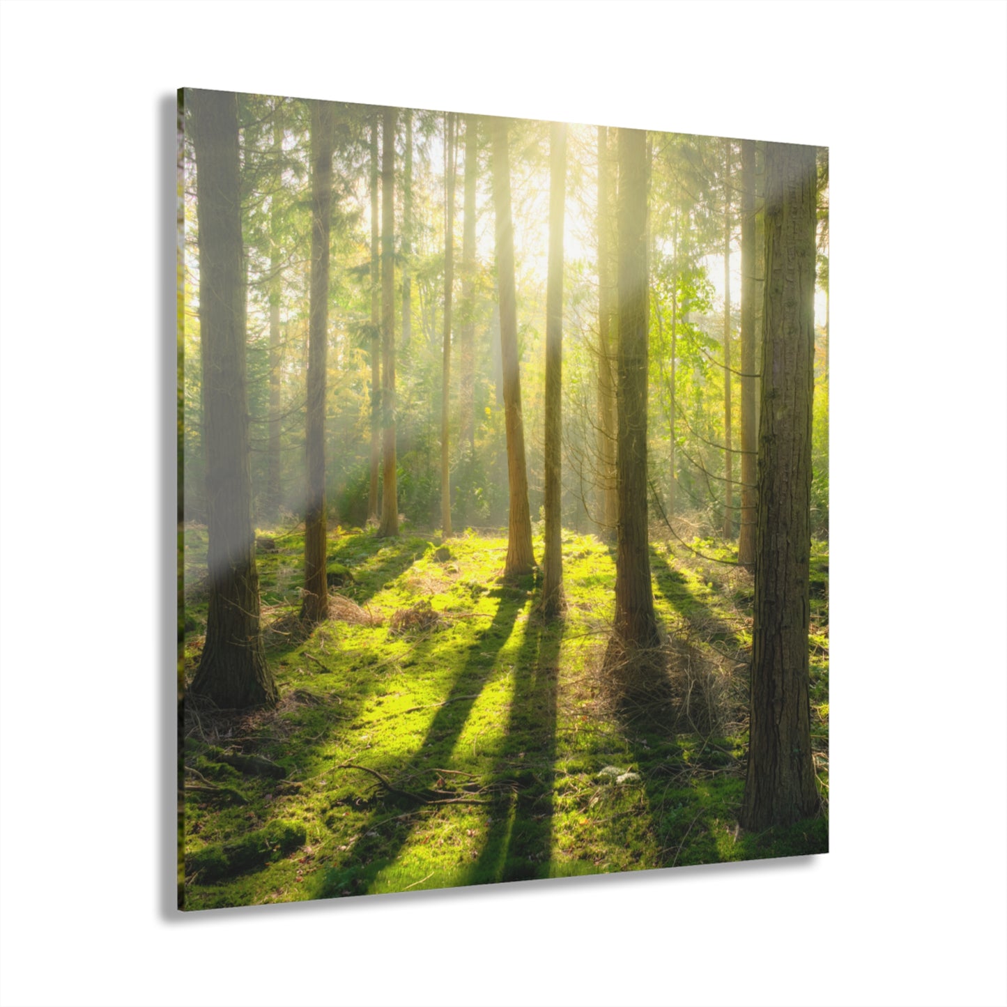 “Mossy Woodland” Acrylic Prints (French Cleat Hanging)