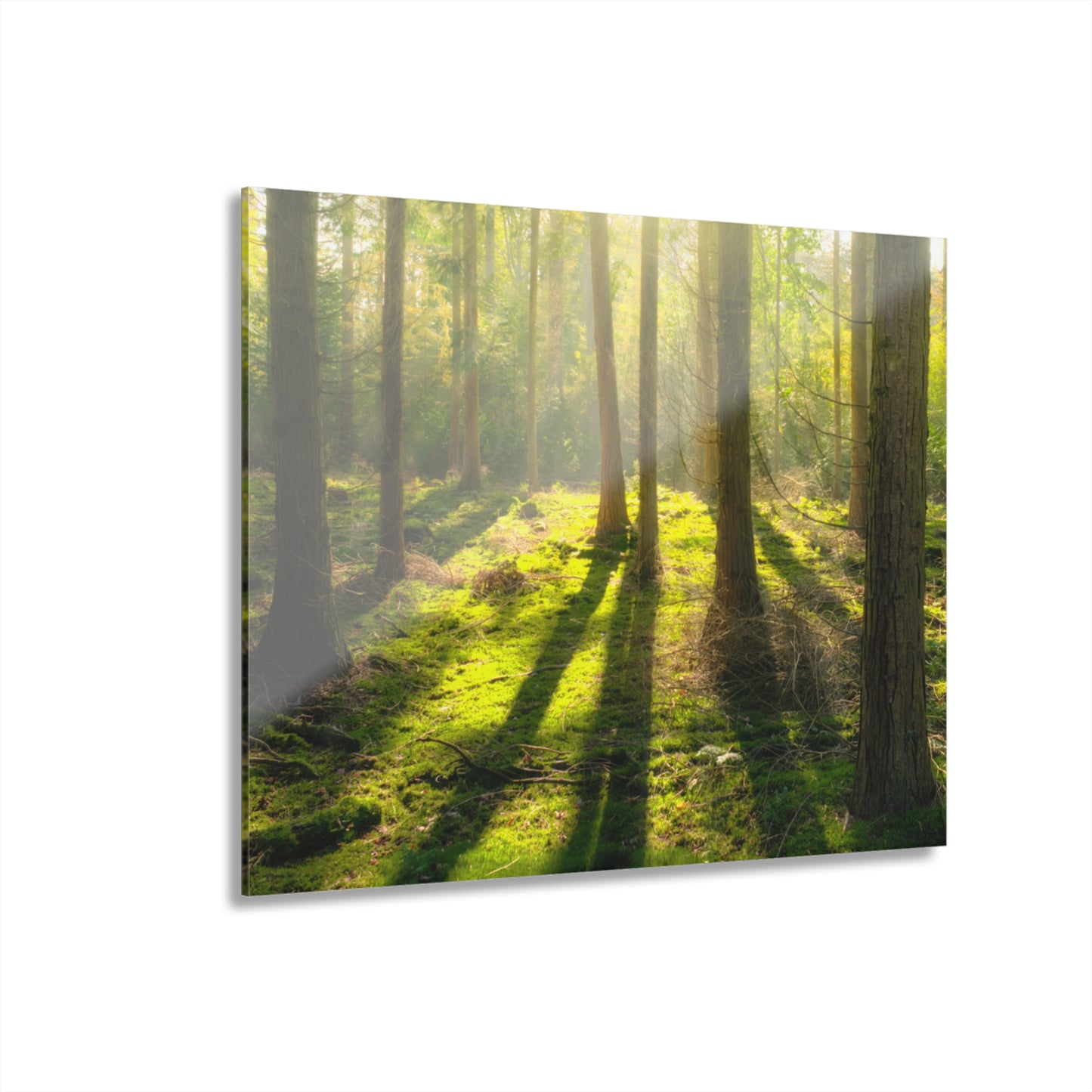 “Mossy Woodland” Acrylic Prints (French Cleat Hanging)