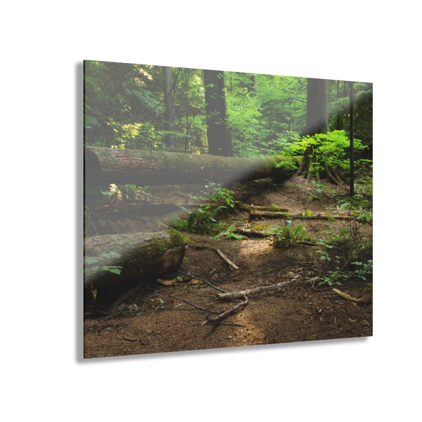 “Fallen Tree” Acrylic Prints (French Cleat Hanging)