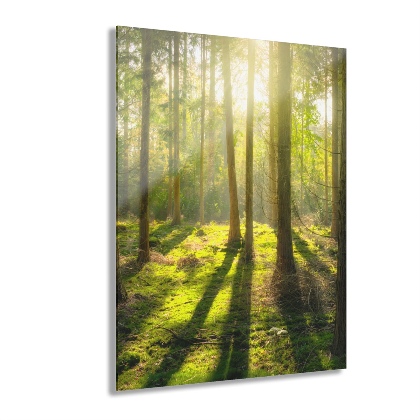 “Mossy Woodland” Acrylic Prints (French Cleat Hanging)