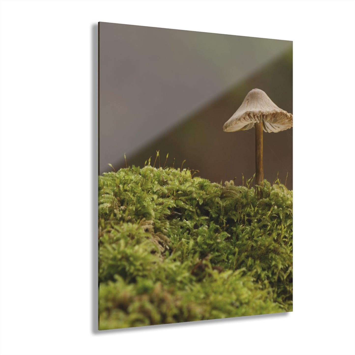 “Mushroom On Mossy Mound” Acrylic Prints (French Cleat Hanging)
