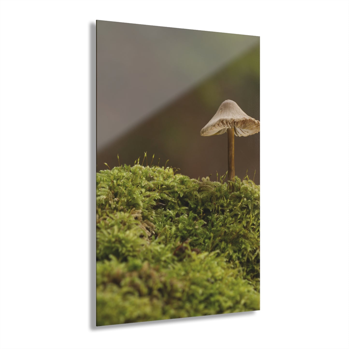 “Mushroom On Mossy Mound” Acrylic Prints (French Cleat Hanging)