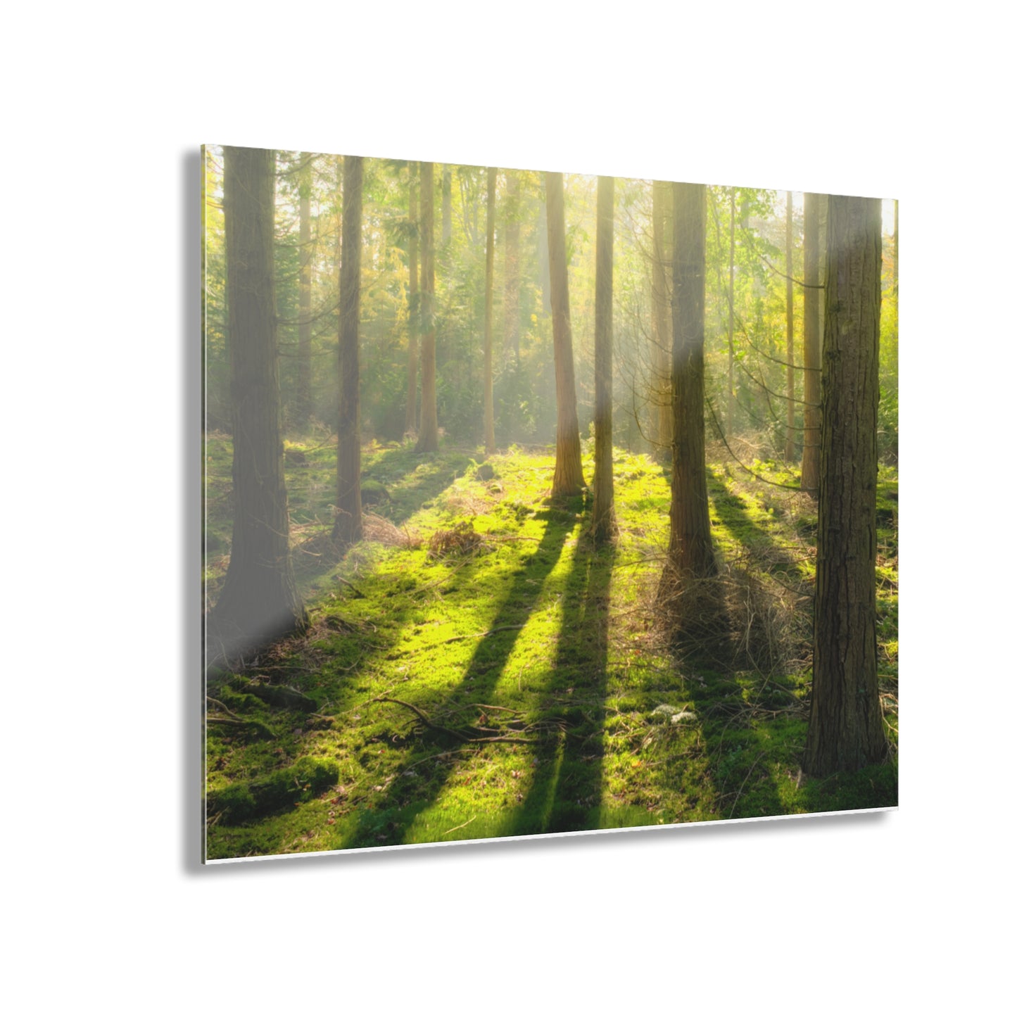 “Mossy Woodland” Acrylic Prints (French Cleat Hanging)