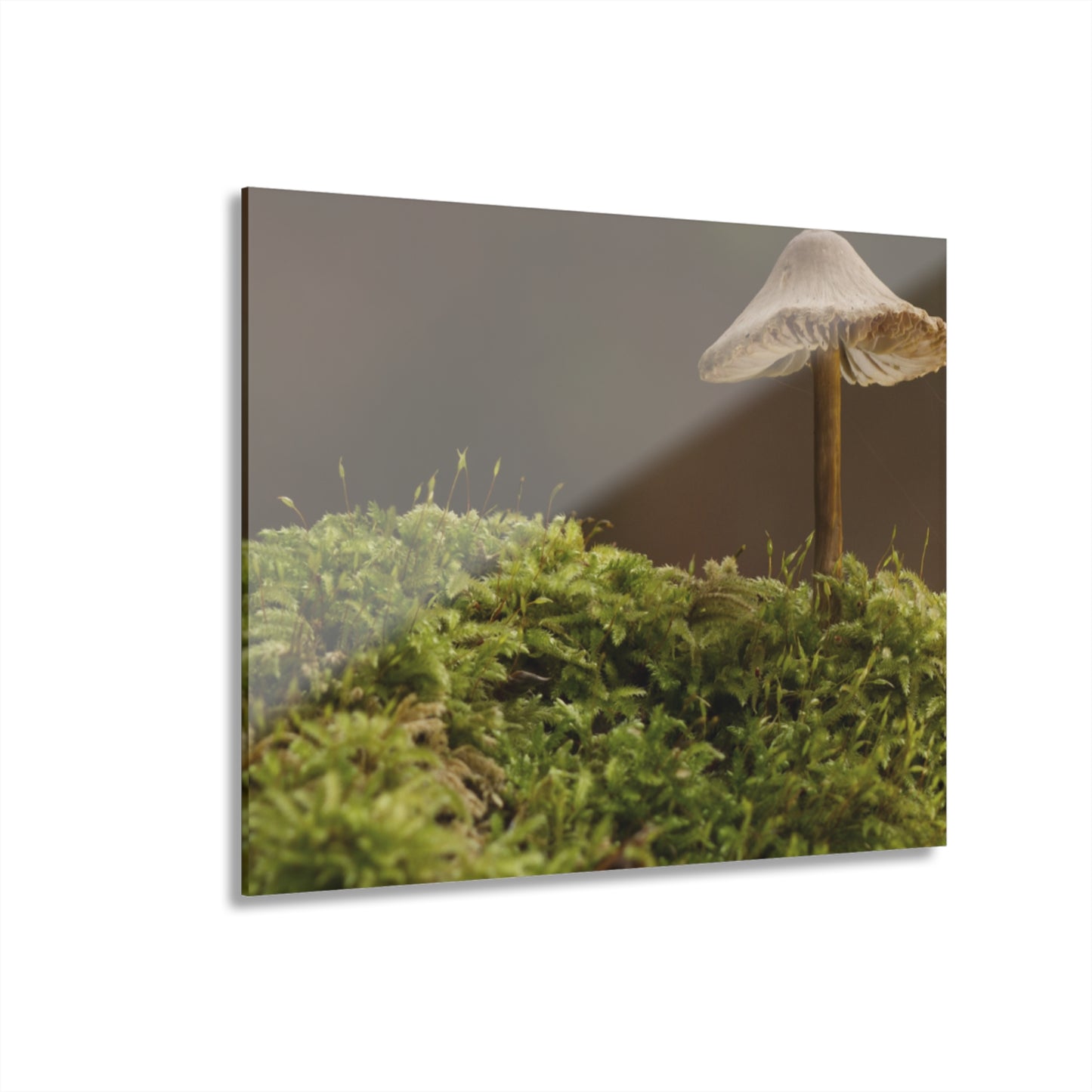 “Mushroom On Mossy Mound” Acrylic Prints (French Cleat Hanging)