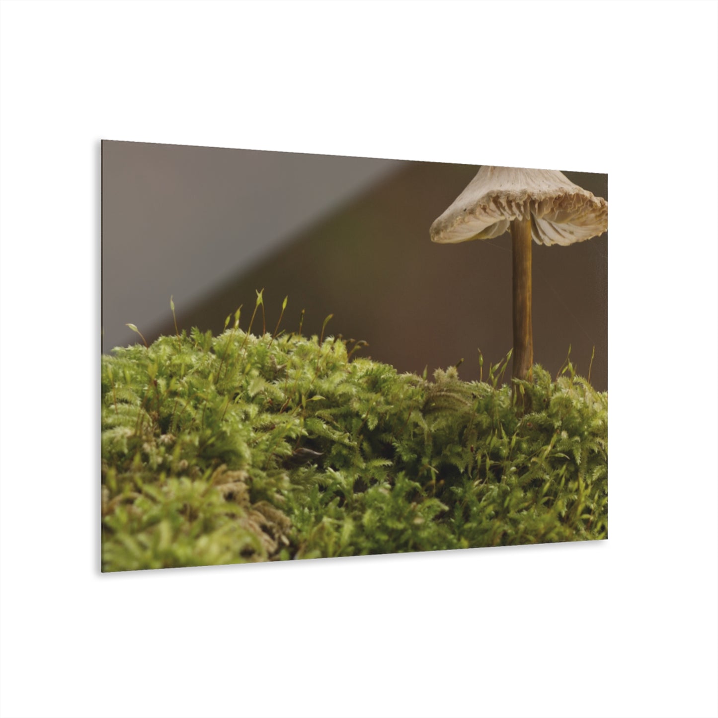 “Mushroom On Mossy Mound” Acrylic Prints (French Cleat Hanging)