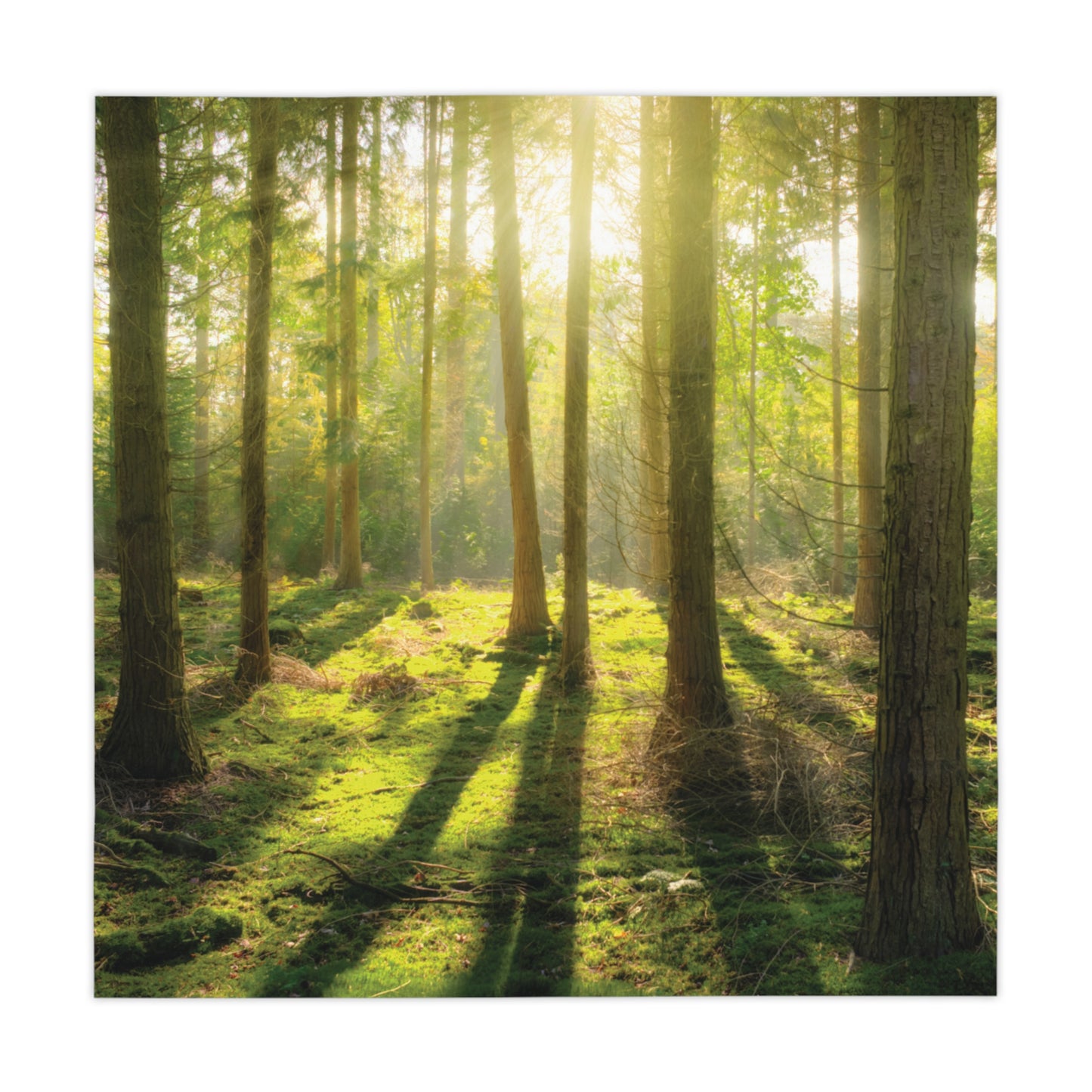 "Mossy Woodland" Tablecloth