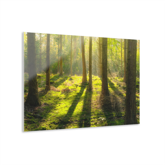 “Mossy Woodland” Acrylic Prints (French Cleat Hanging)