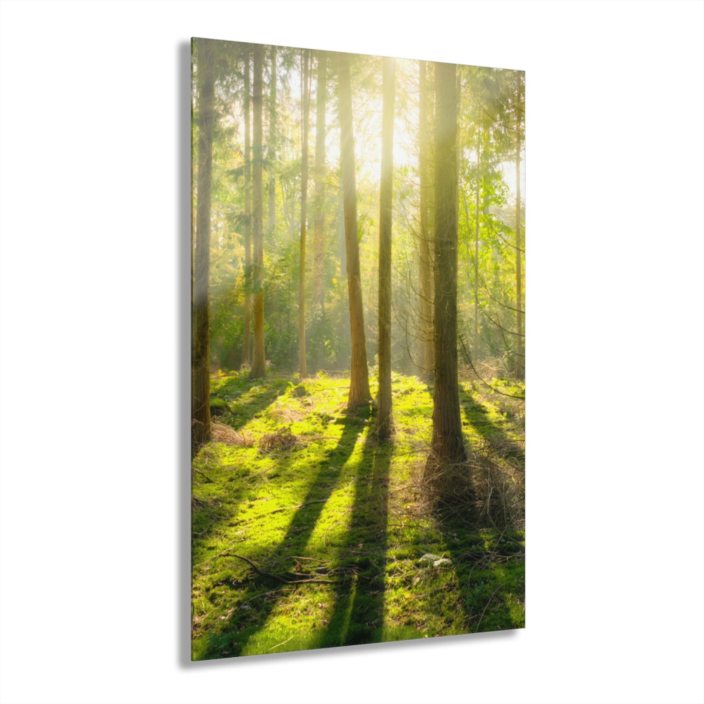 “Mossy Woodland” Acrylic Prints (French Cleat Hanging)