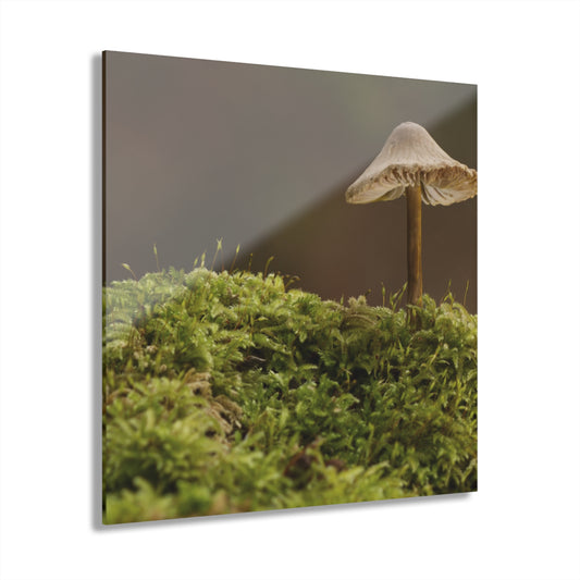 “Mushroom On Mossy Mound” Acrylic Prints (French Cleat Hanging)