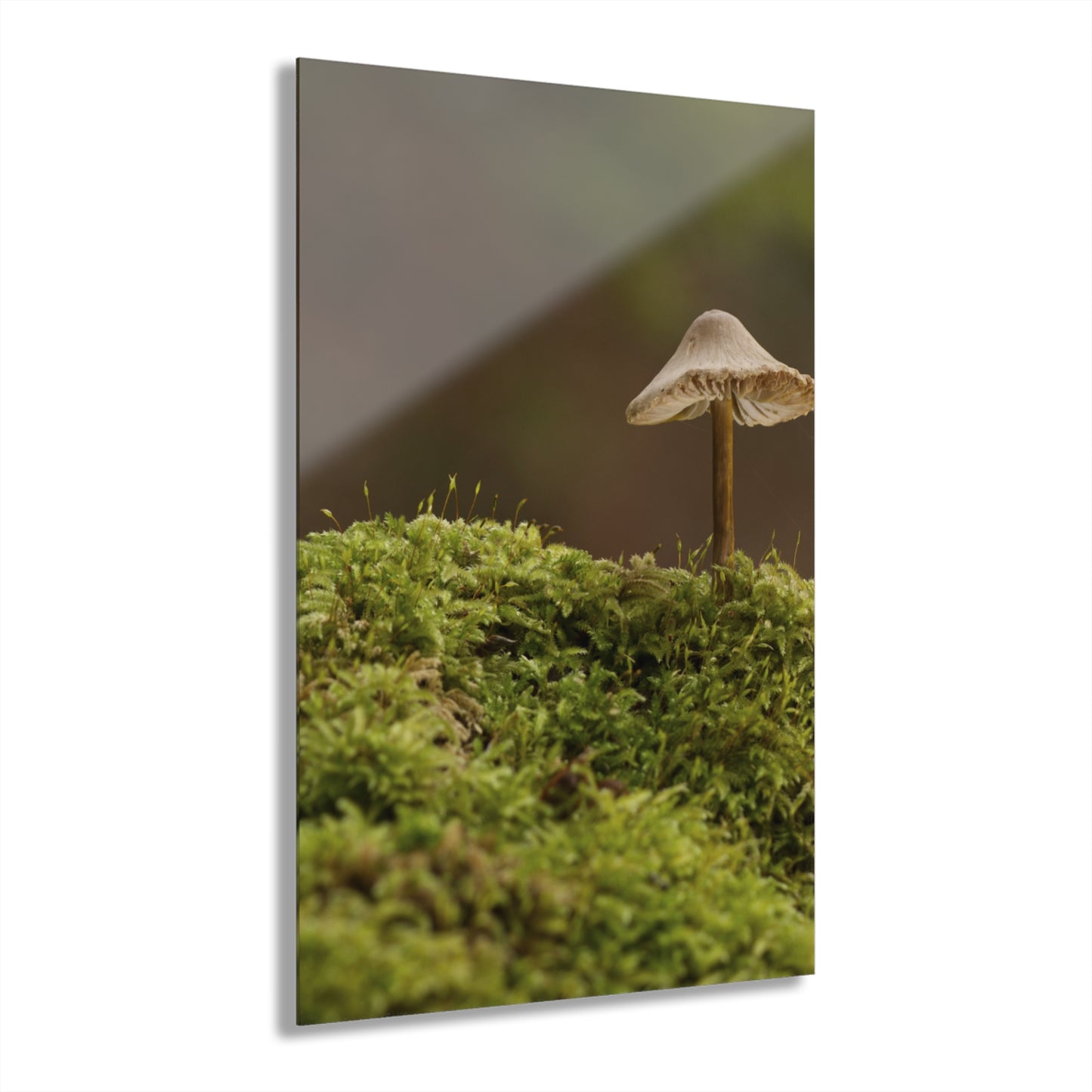 “Mushroom On Mossy Mound” Acrylic Prints (French Cleat Hanging)