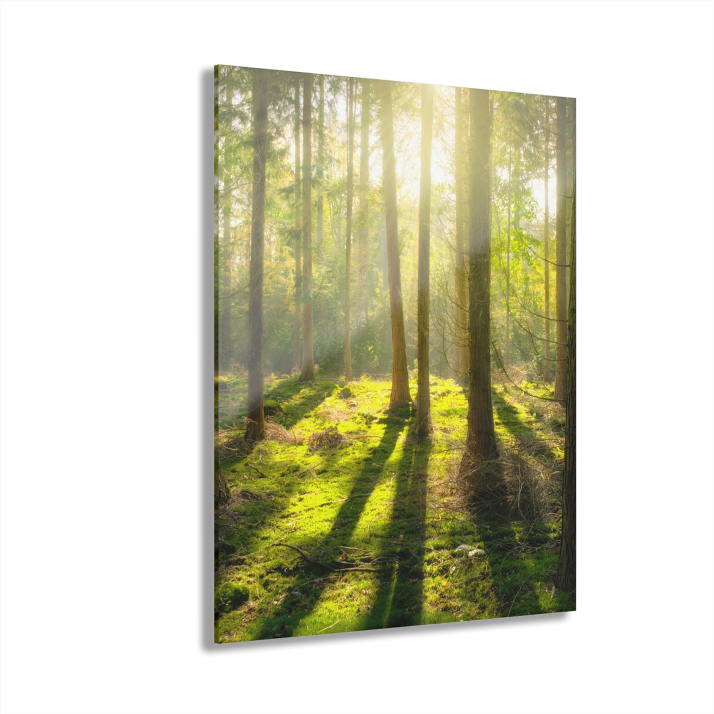 “Mossy Woodland” Acrylic Prints (French Cleat Hanging)