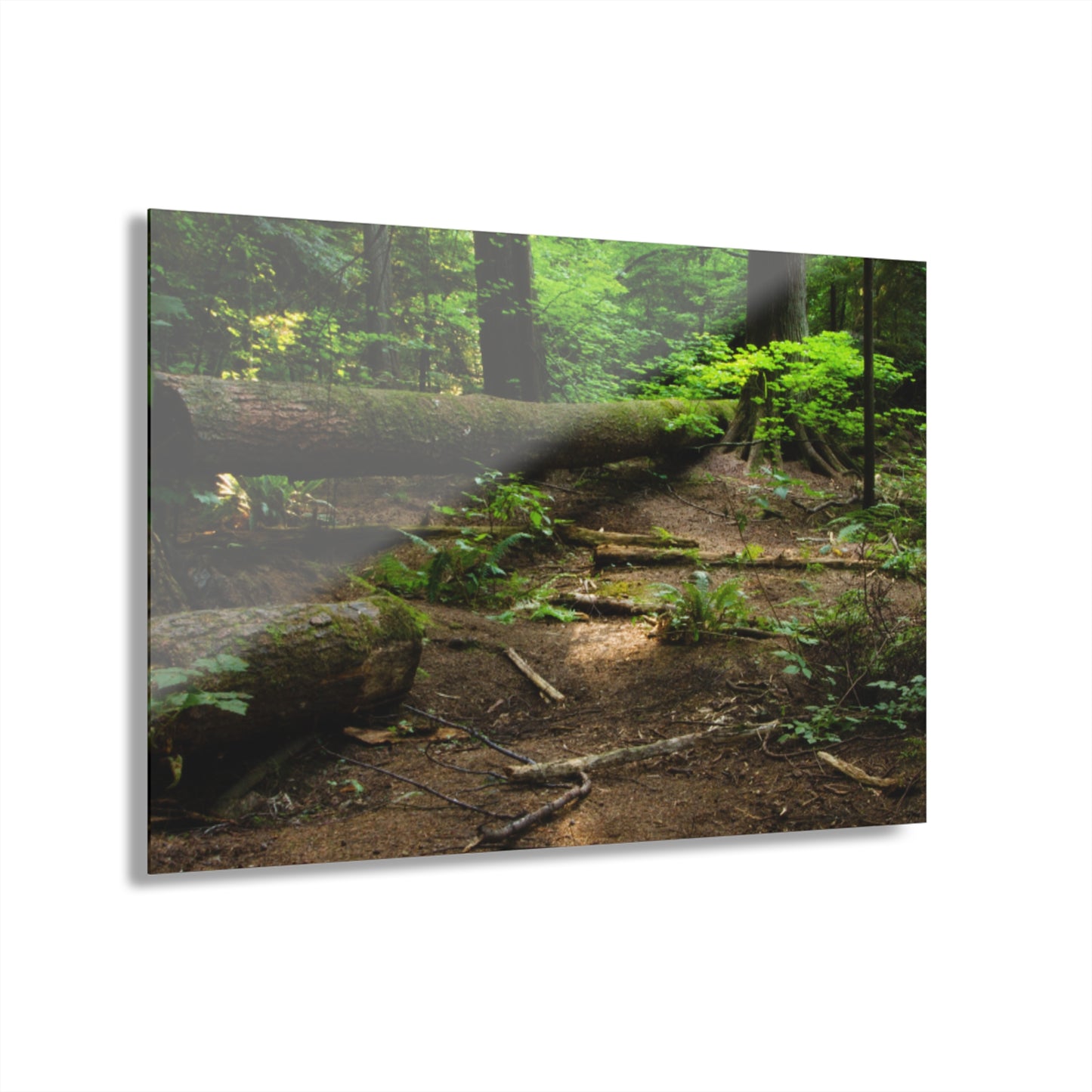 “Fallen Tree” Acrylic Prints (French Cleat Hanging)