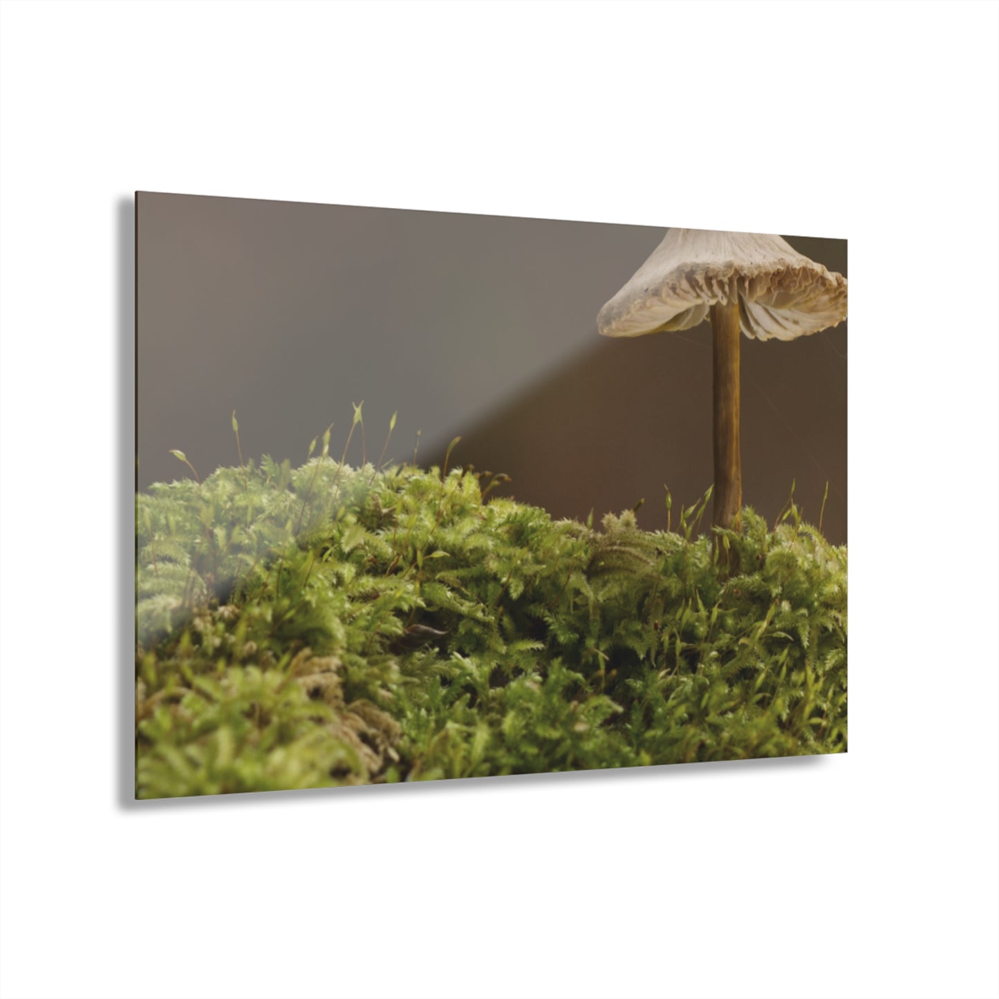 “Mushroom On Mossy Mound” Acrylic Prints (French Cleat Hanging)